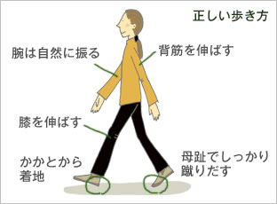 正しい歩き方/腕は自然に振る/背筋を伸ばす/膝を伸ばす/かかとから着地/母趾でしっかり蹴りだす