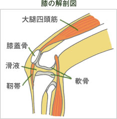 膝の解剖図/大腿四頭筋/膝蓋骨/滑液/軟骨/靭帯
