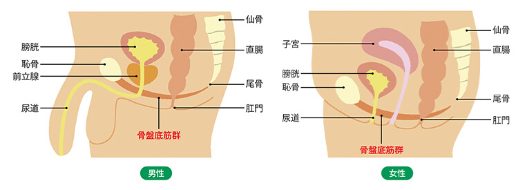 男女別骨盤底筋群の周りの構造