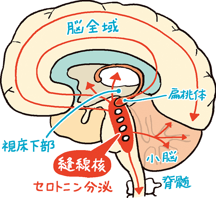 セロトニンの分泌を表した脳の断面図