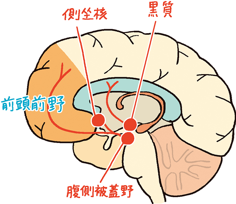 ドーパミンの分泌を表す脳の断面図