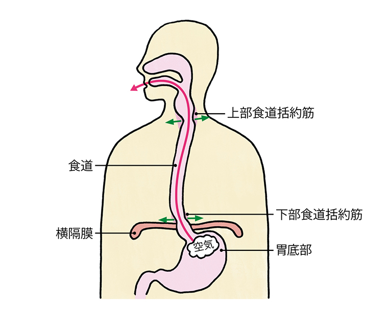 胃から出るゲップのメカニズム