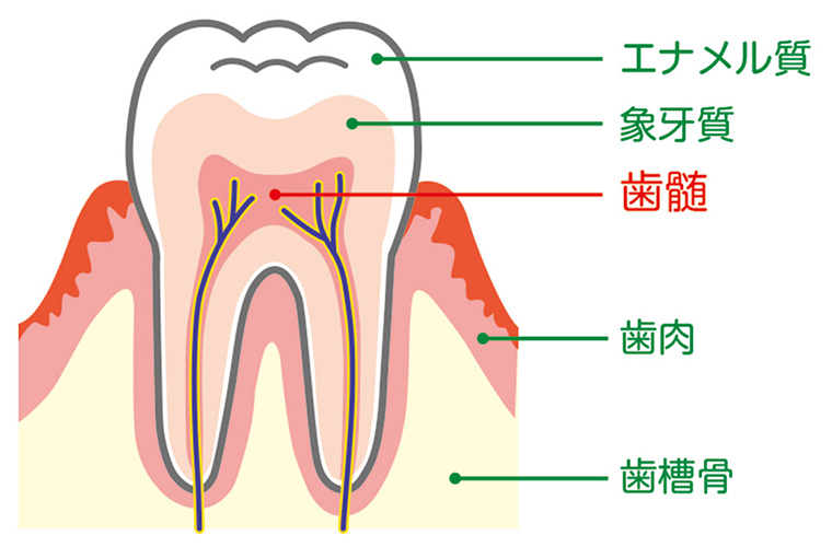 歯の中にある歯髄