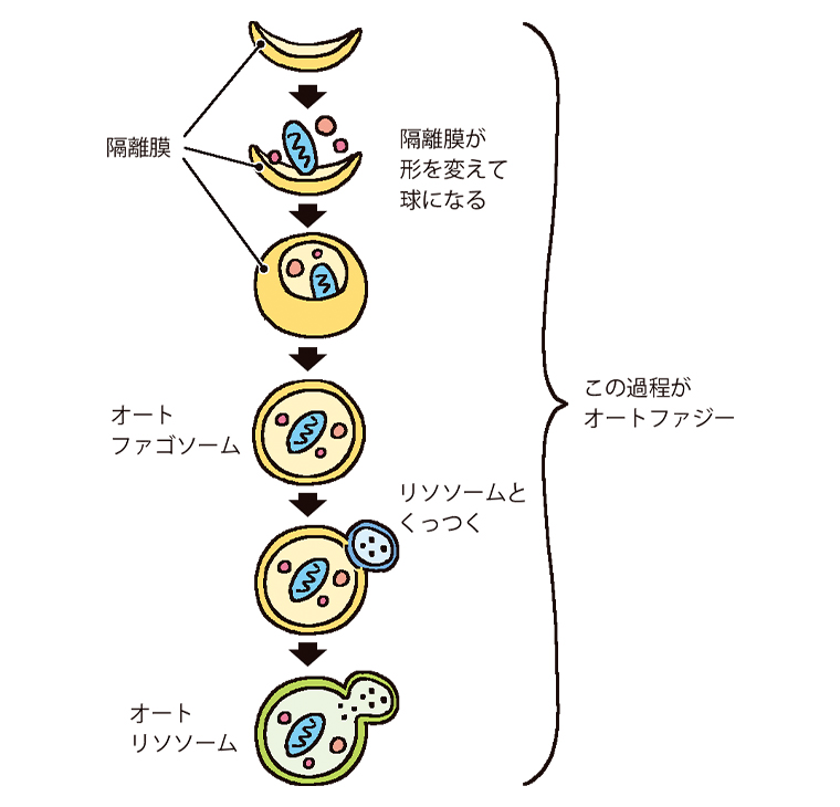 オートファジーの過程：隔離膜が形を変えて球になる、オートファゴソーム、リソソームとくっつく、オートリソソームに