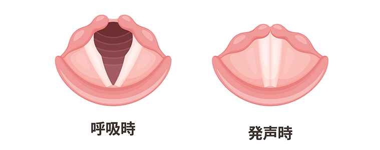 声帯の変化（呼吸時には開き、発声時には閉じる）