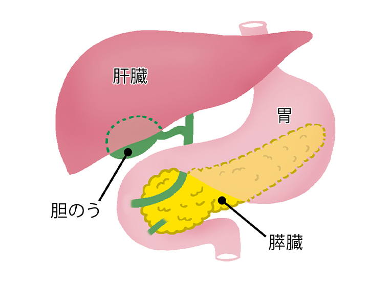 肝臓の位置