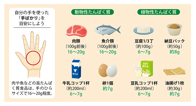 自分の手を使った「手ばかり」を目安にしよう 肉や魚などの高たんぱく質食品は、手のひらサイズで16~20g程度。動物性たんぱく質、肉類(100g前後)16~20g、魚介類(100g前後)16~20g、牛乳コップ1杯(約200ml)6~7g、卵1個約7g、植物性たんぱく質、豆腐1/3丁(約100g)6~7g、納豆パック(約50g)約8g、豆乳コップ1杯(約200ml)6~7g、油揚げ1枚(約30g)約7g