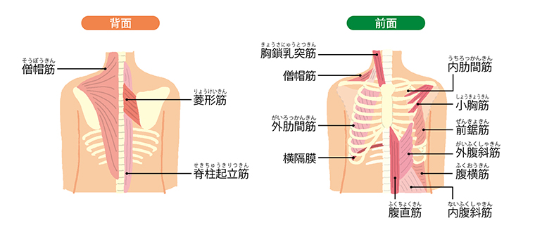 胸郭肺を取り巻く筋肉の構造