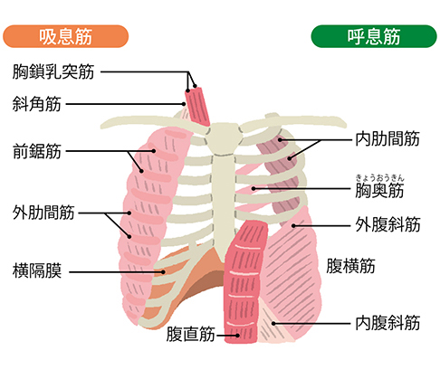 吸息筋と呼息筋の構造