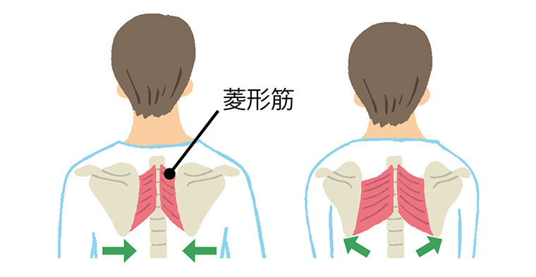 菱形筋の活動が低下した肩甲骨