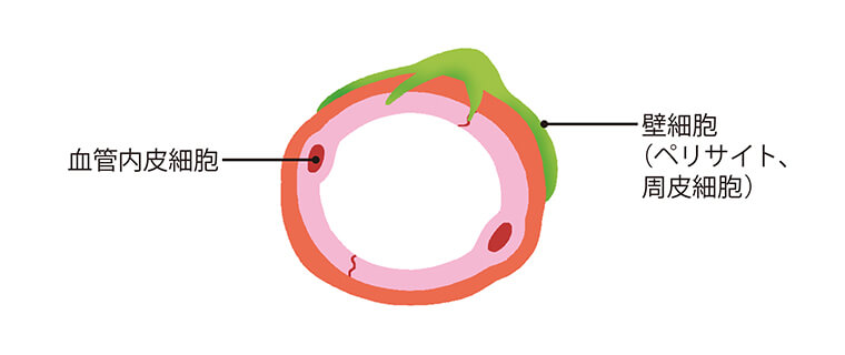 毛細血管の断面図 血管内皮組織　壁細胞（ペリサイト、周皮細胞）