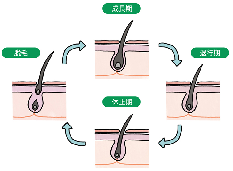 毛周期（ヘアサイクル）